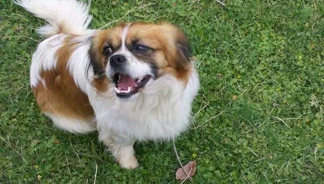 京巴狗为什么不流行了,京巴犬的优点和缺点