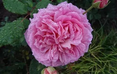 最漂亮10种微型月季,新手必入这8种月季漂亮好养