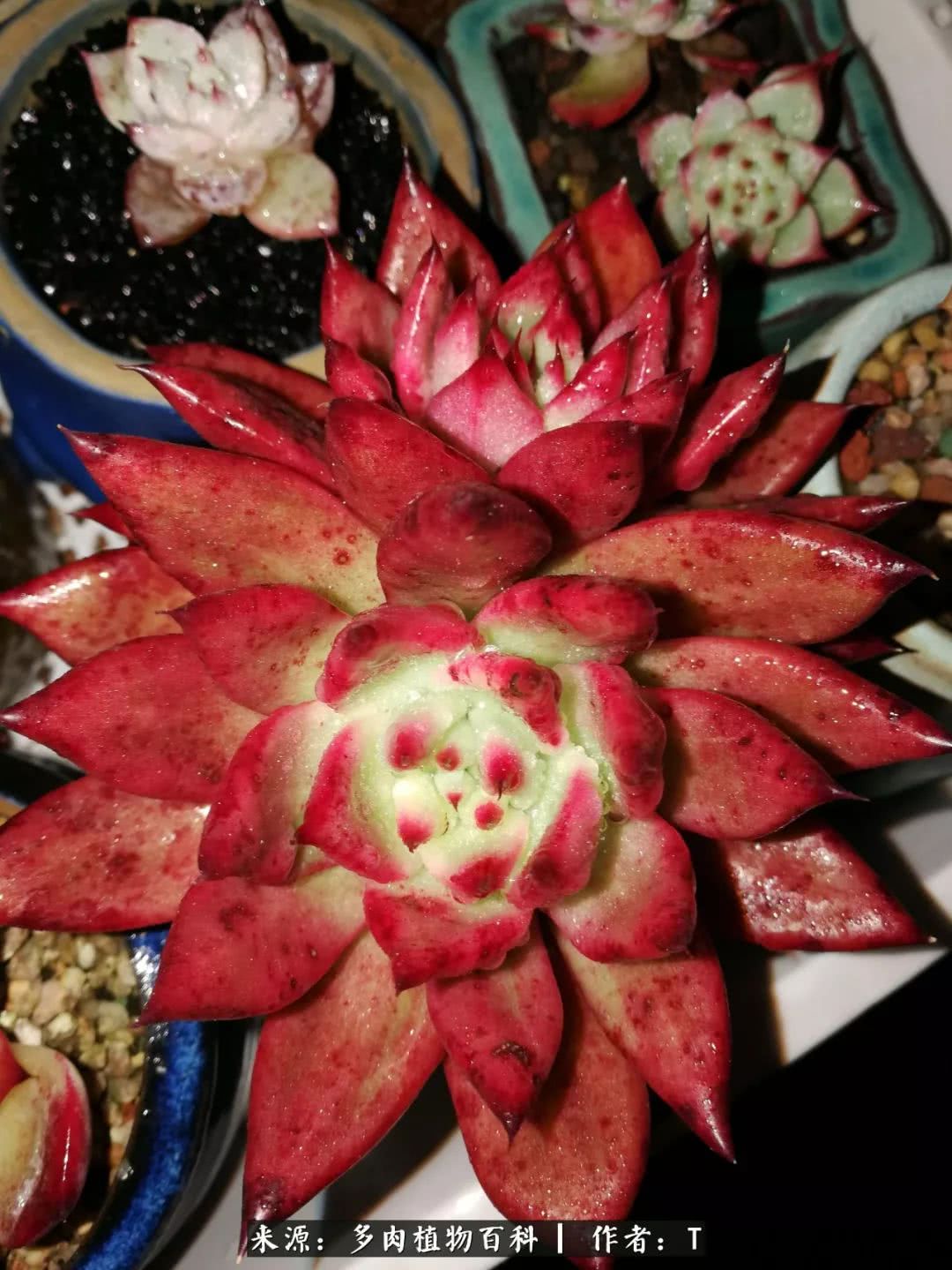 多肉还可以这样玩(上):八年养肉路剪影!