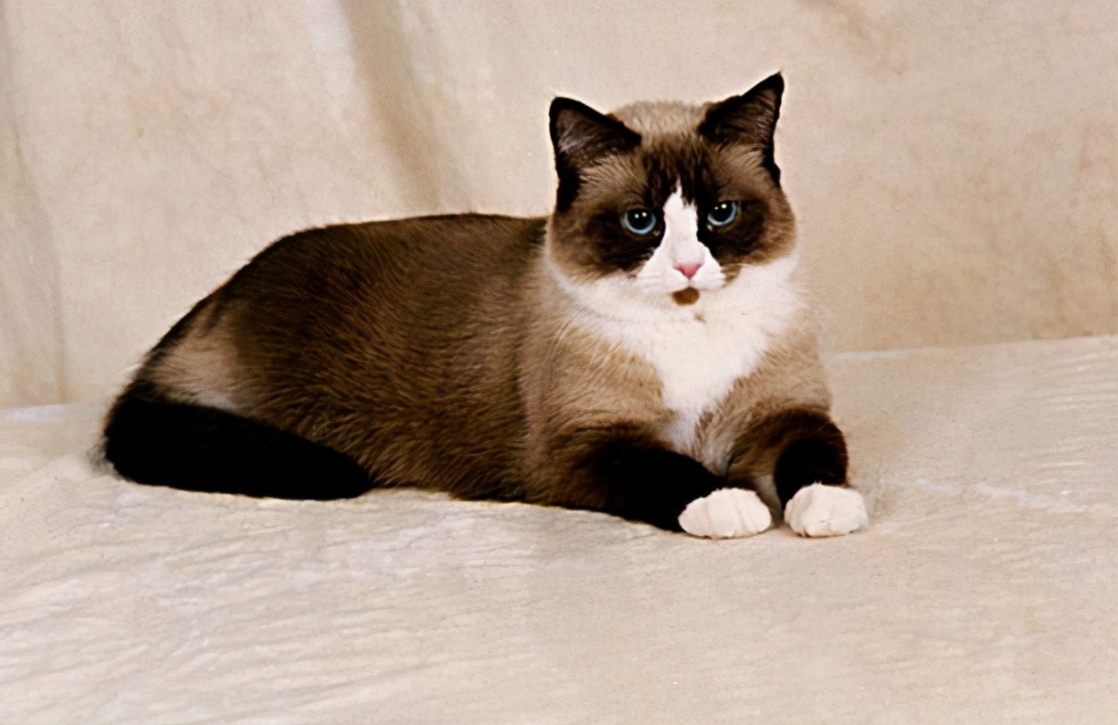 100种猫咪品种,100种猫咪名字大全