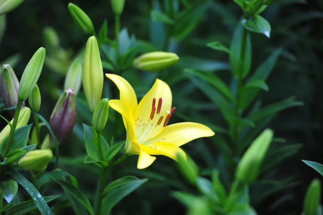 在济南花式避暑，一见“清”心！只需一瞥，便足以把酷夏原谅…