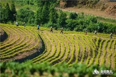 下乡做知青,回到乡下做知青的前一天