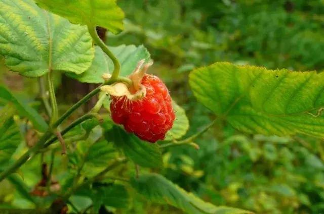 西双版纳这些奇特的水果，作为吃货的你都吃过哪些