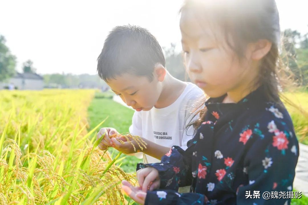 北京北坞公园里的京西稻又熟了，曾经只有皇上才能吃上这儿的大米