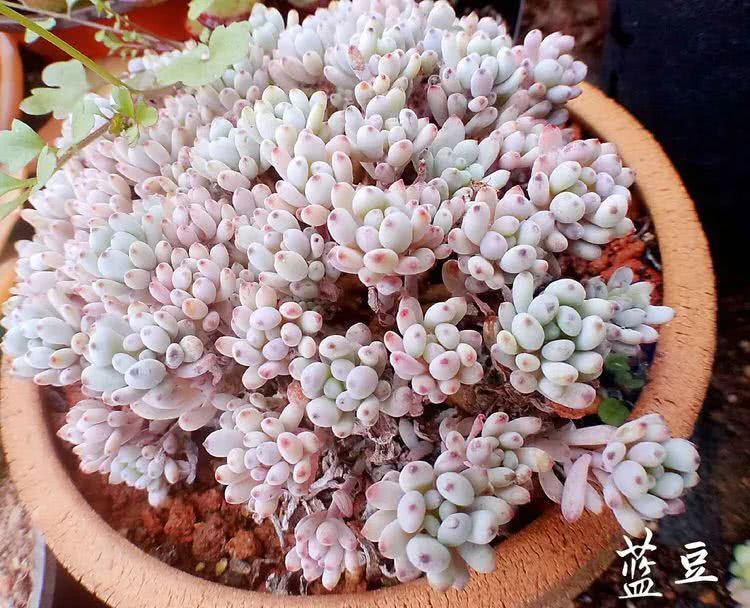 七百元打造的多肉王国，你还缺什么？