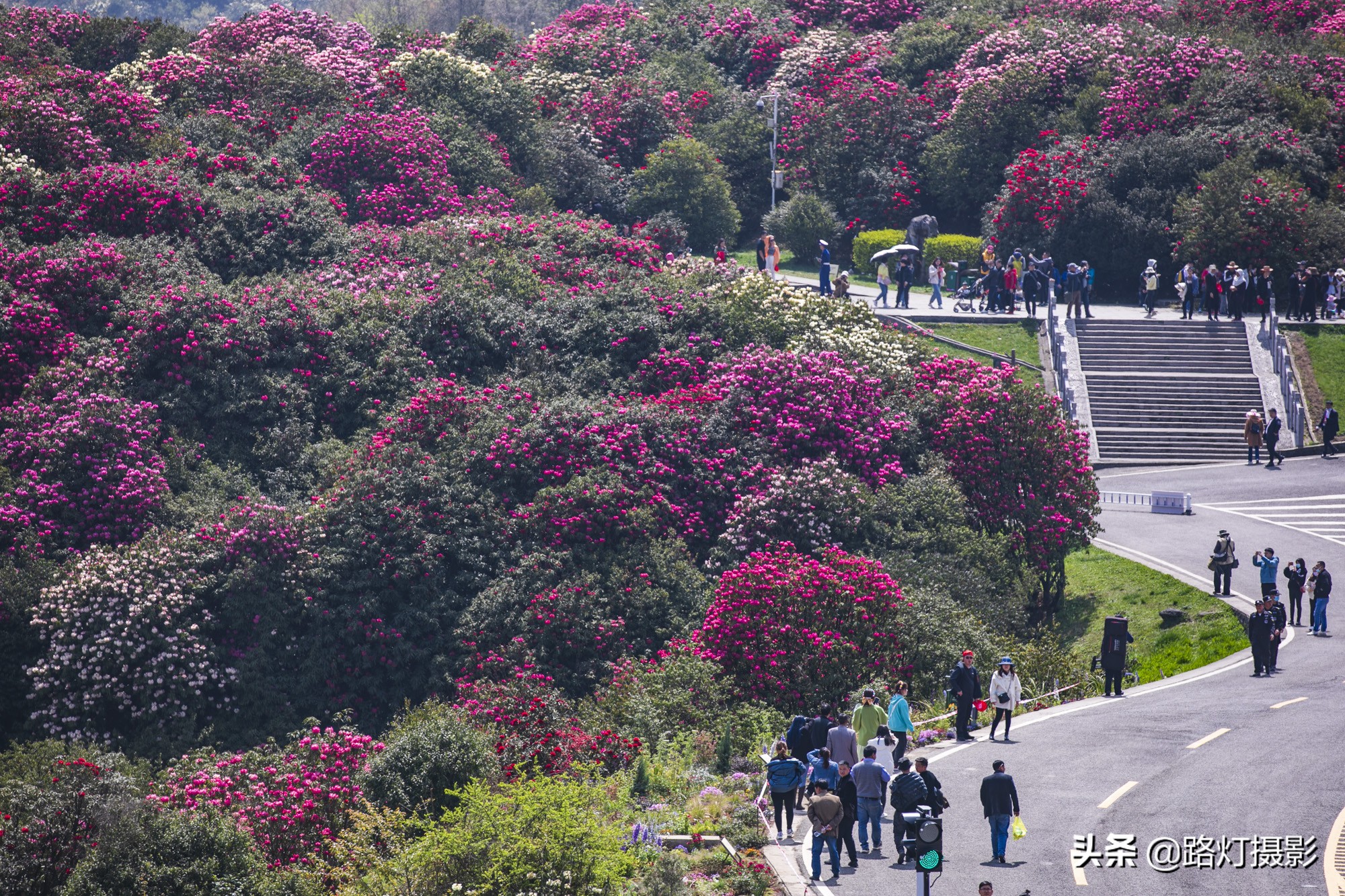 世界之最贵州毕节百里杜鹃花,毕节百里杜鹃花游记