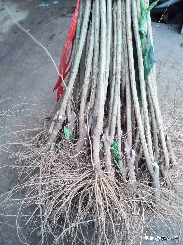 种植石榴的技术和管理,怎样种石榴树成活率高