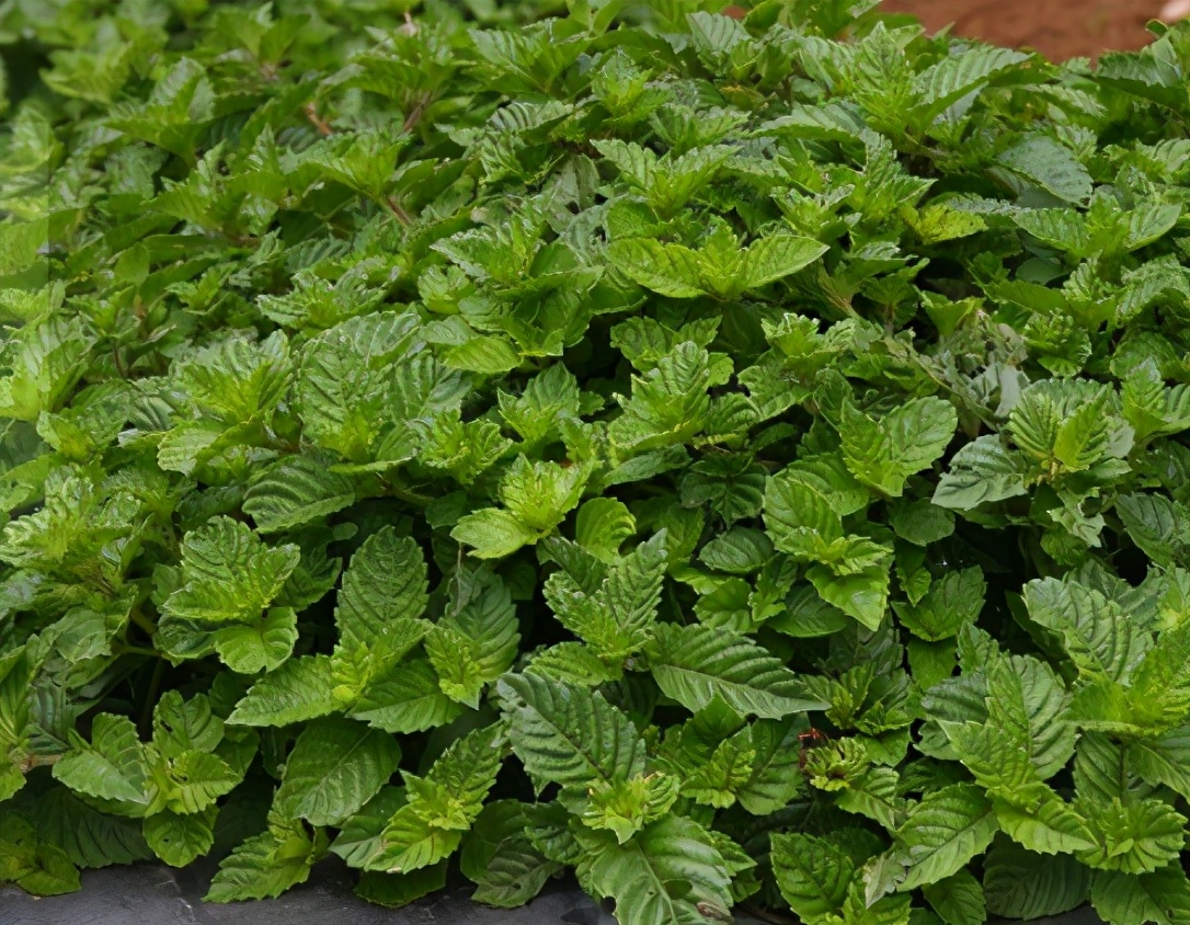 老婆饼里没“老婆”，煲仔饭里没有“仔”，但龟苓膏却真有“龟”