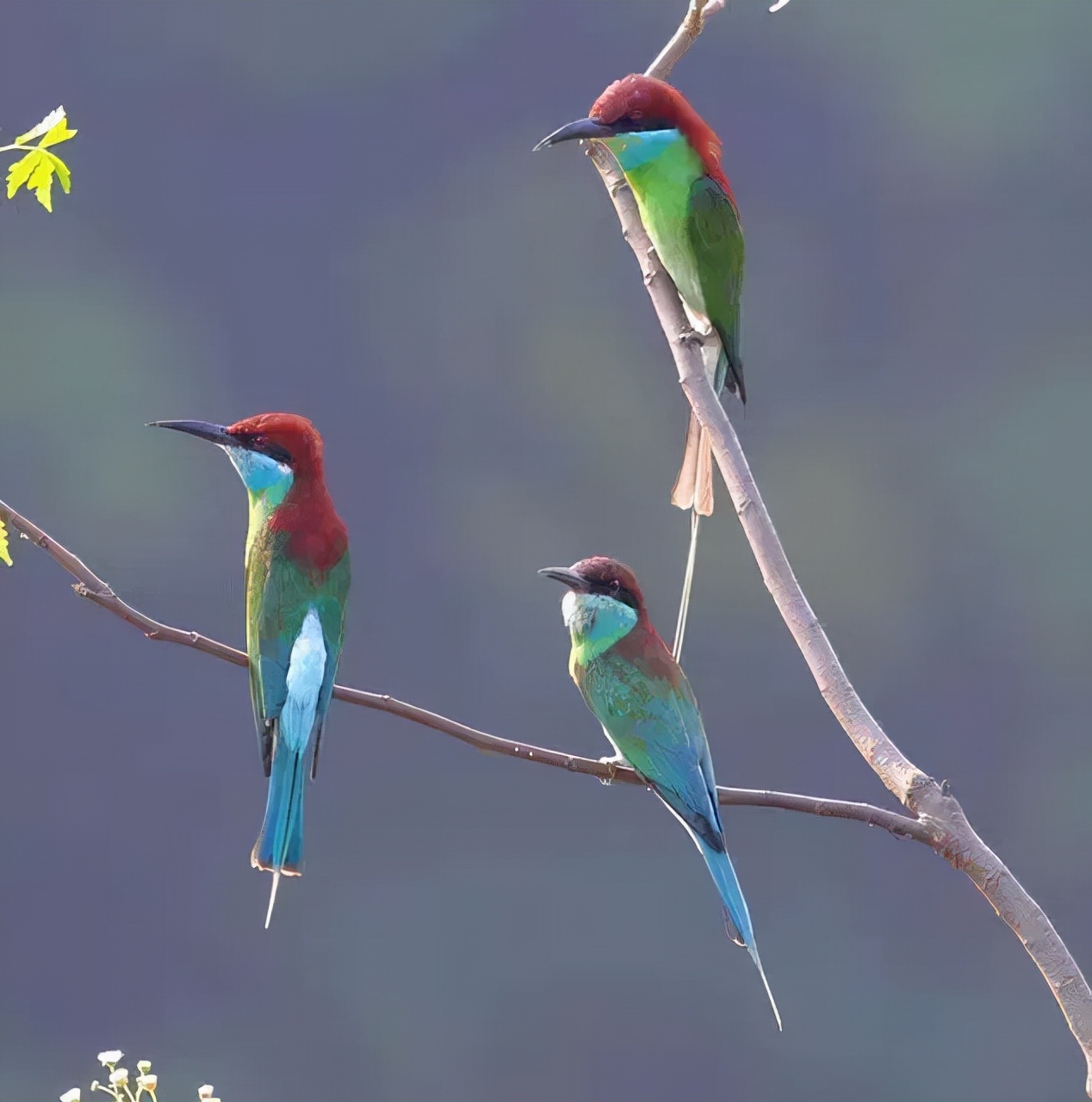 斜溪村旅游规划,斜溪村度假村