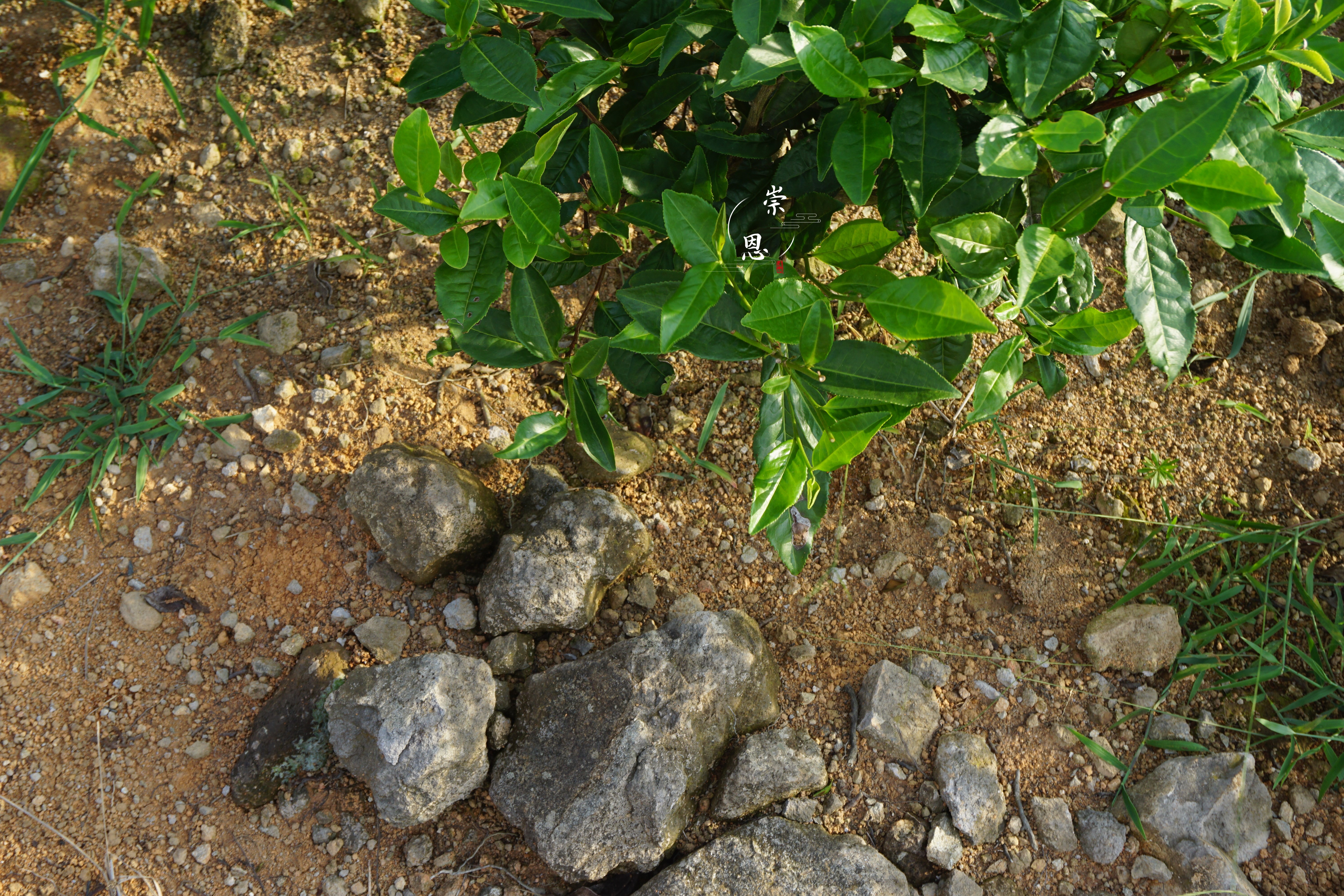 “云游”崇恩有机茶山：云巅之上，豁然开朗