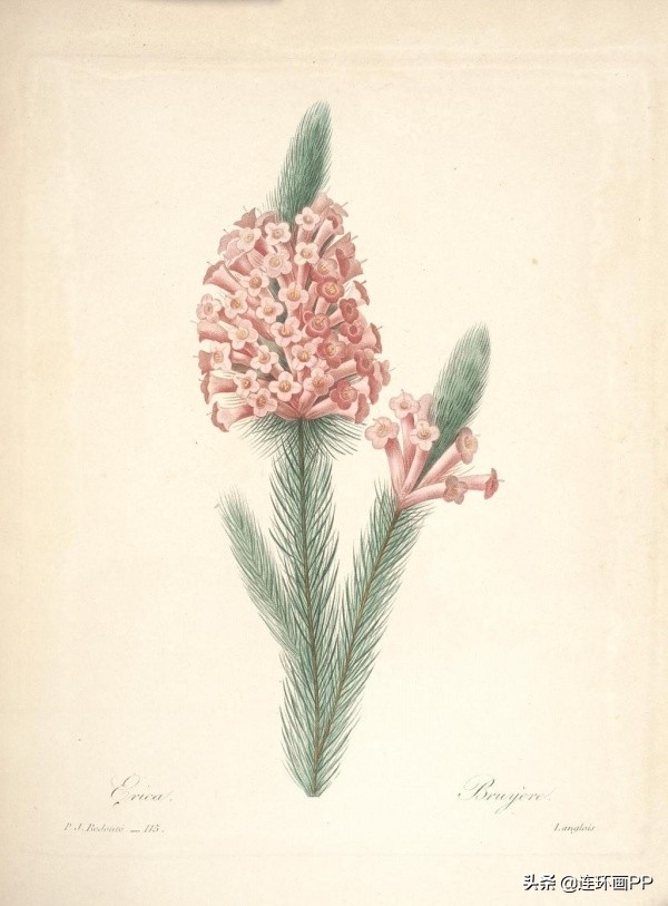 插画风简单的花手绘图片,唯美手绘田园插画图片大全