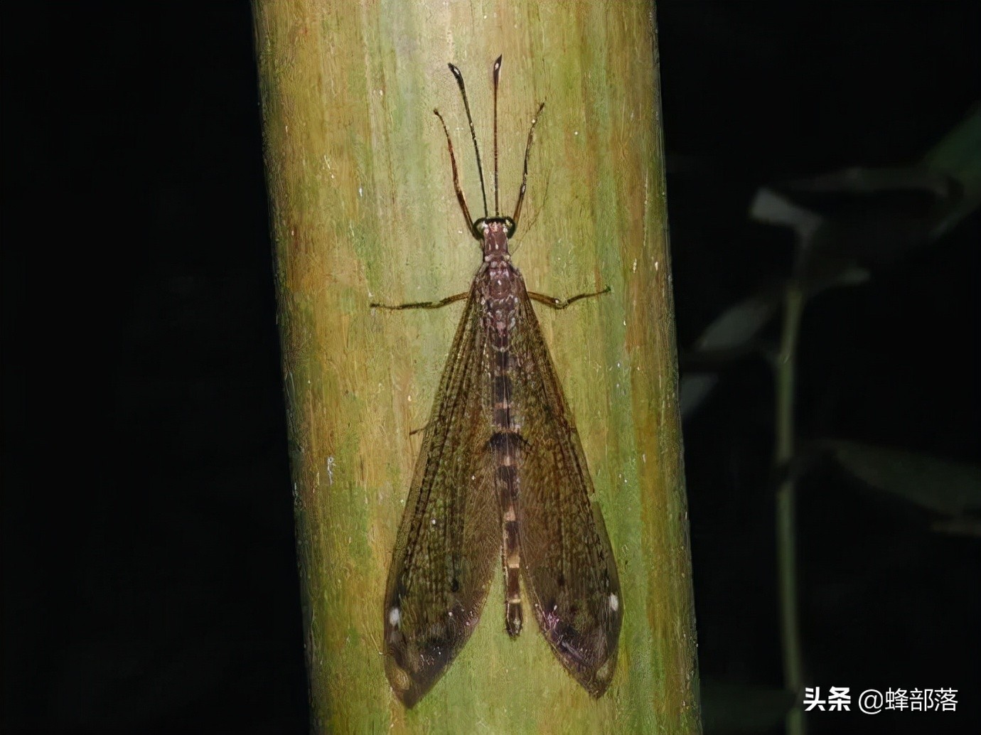 8000元一斤的“沙王八”,专吃肉却连肛门都没有,屎去哪了?