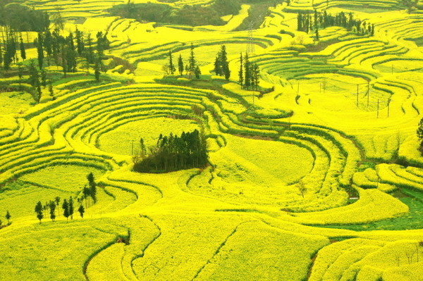 走进春天走进桃花盛开的地方,云南罗平金色花海之旅