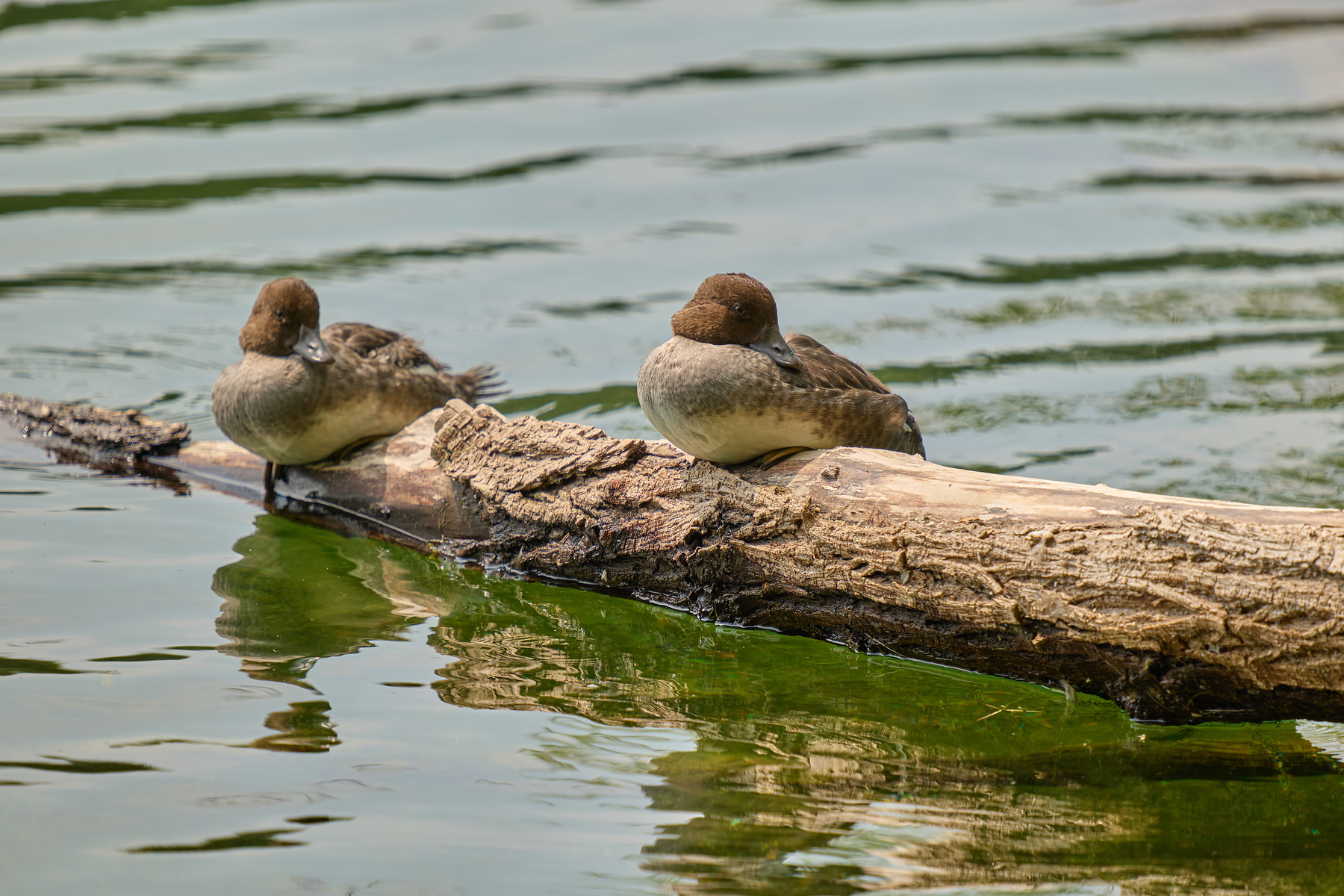 适马sigma60-600mm拍月亮,适马sigma18-50mmf2.8dcdn测评