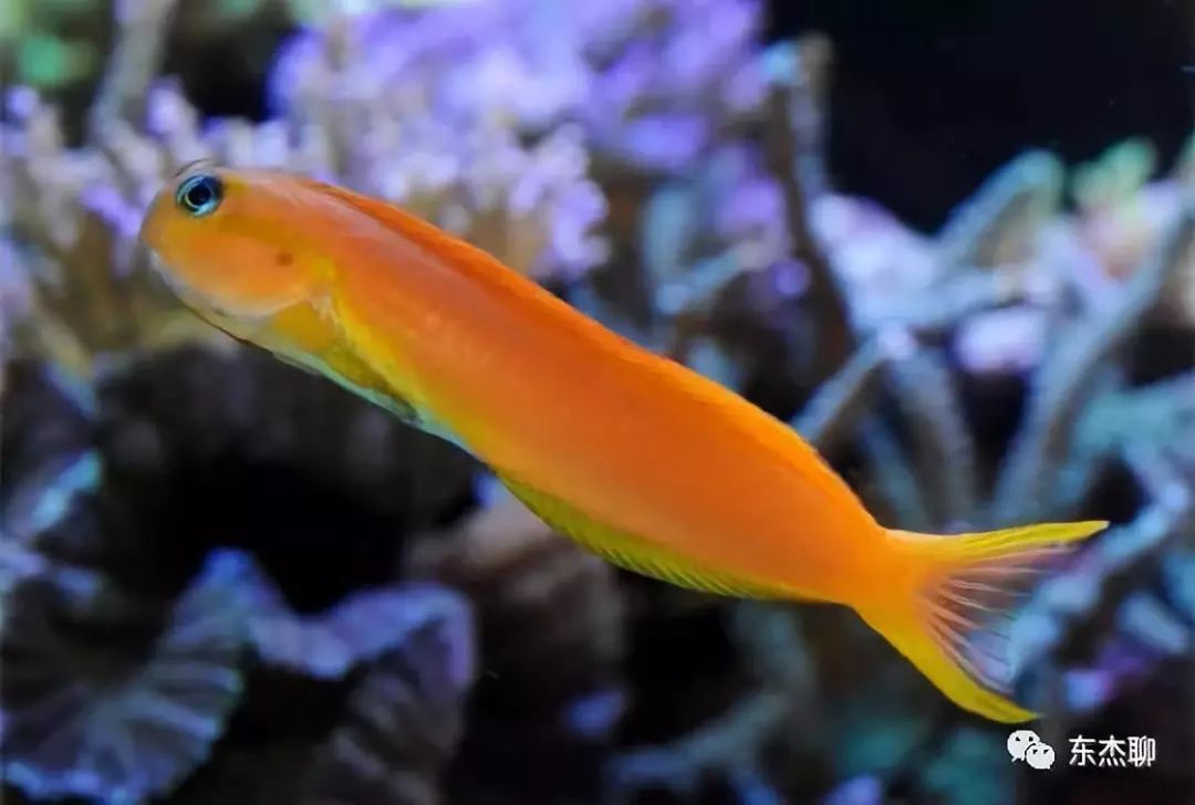 鱼缸里可以养的海水鱼有哪些,哪些海水鱼可以繁殖