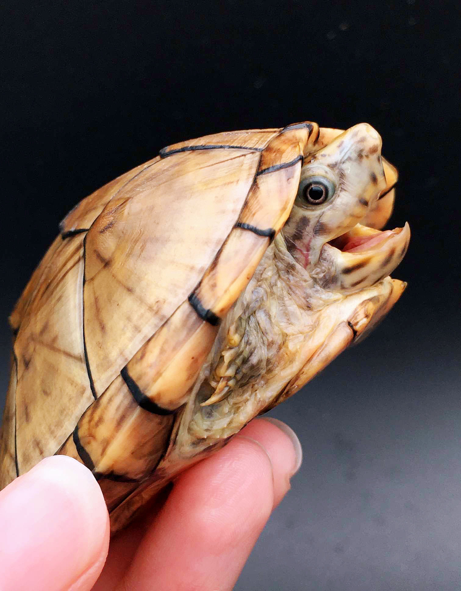 防止乌龟腐皮腐甲的方法,腐甲腐皮的乌龟怎么治疗