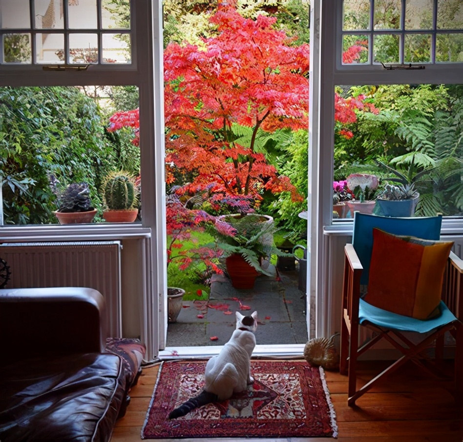 枫树叶子尖发黑枯萎像烧焦怎么治,枫树叶子干枯怎么处理