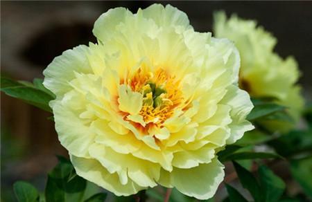 不同颜色牡丹的花语你都了解吗,国色天香花中之王菏泽牡丹花