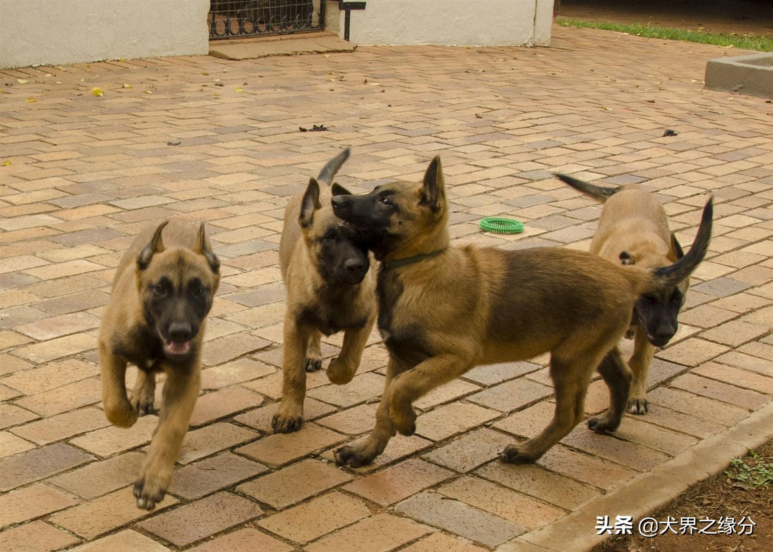 马犬为啥不建议养,饲养马犬视频