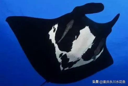 十大最好看的观赏鱼,观赏鱼100种形态