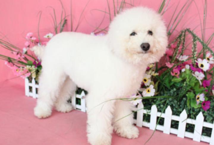 小体比熊一般在几个月来姨妈,小体比熊例假结束有啥表现