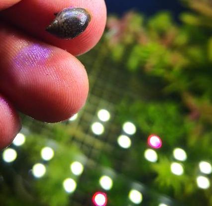 鱼缸的螺是怎么来的你知道么,它对观赏鱼有没有害,该怎么去除?