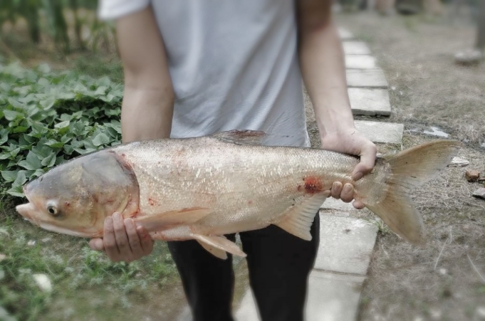 鲢鳙最有效的钓法,鲢鳙怎么钓得大