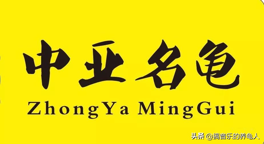 新龟入手注意事项,新手养龟到底该给乌龟倒多少水