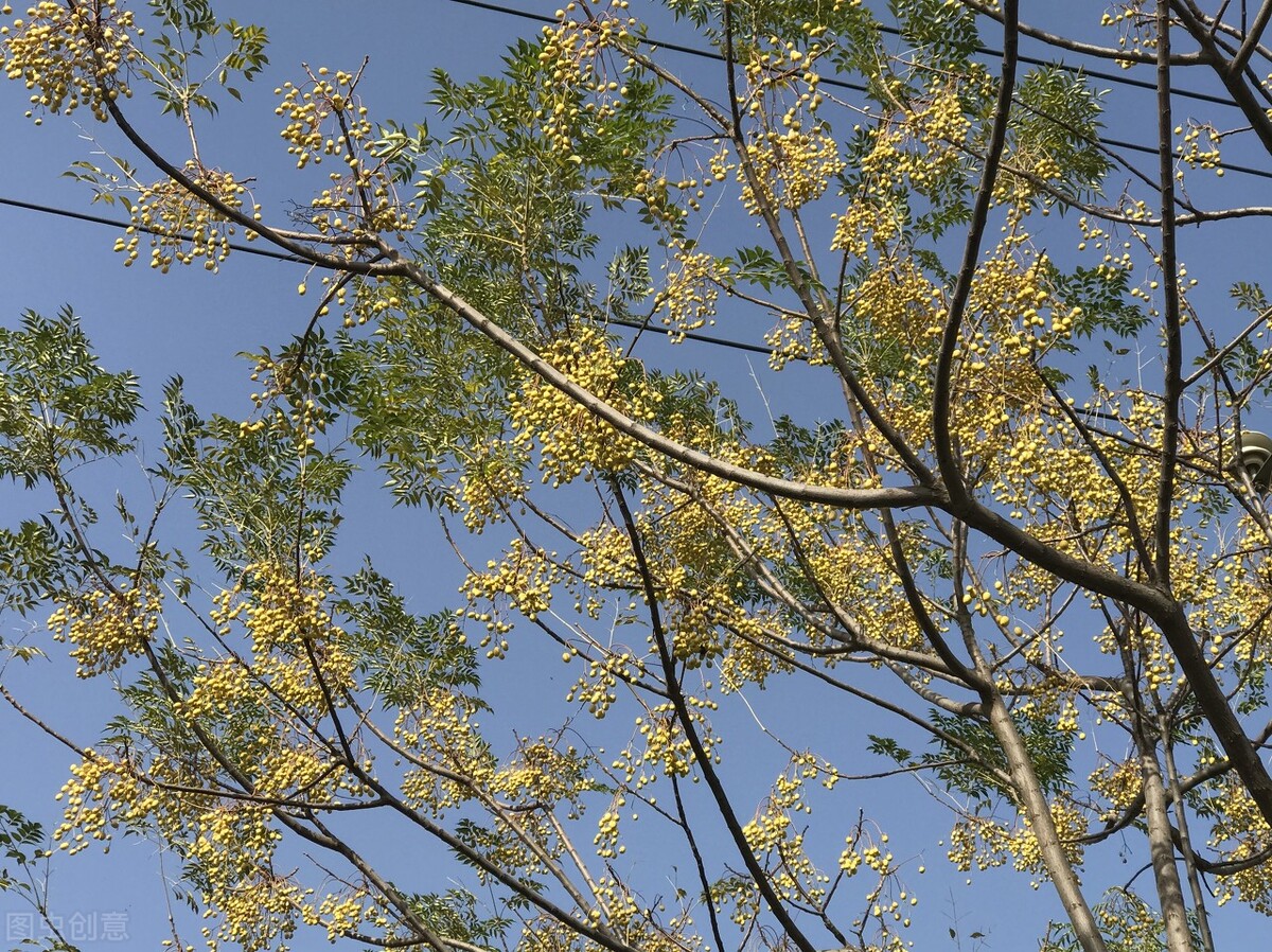 消失的苦楝树为什么很少,苦楝树为什么不长在深山