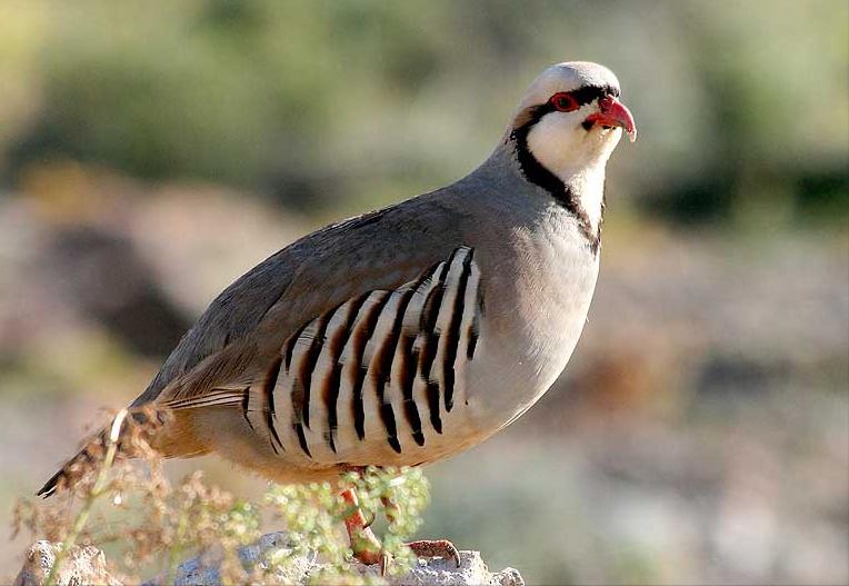 东江揽胜,惠州淡水常见鸟类图谱