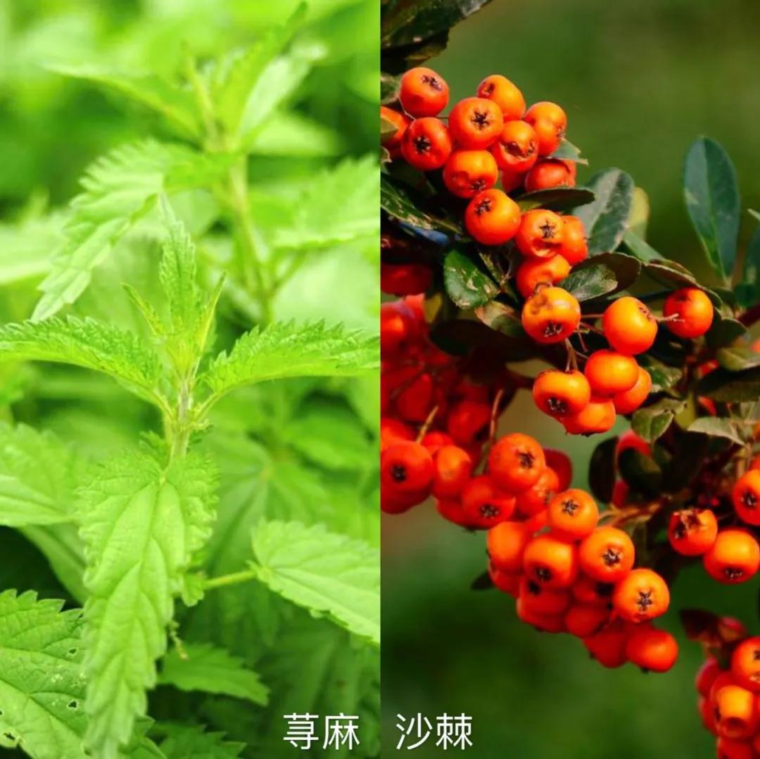 日本蒙琉洗发水,蒙古防掉发洗发水