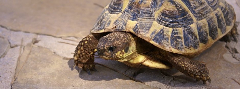 乌龟喂养多久吃一次龟粮比较好,养乌龟一次喂多少龟粮合适