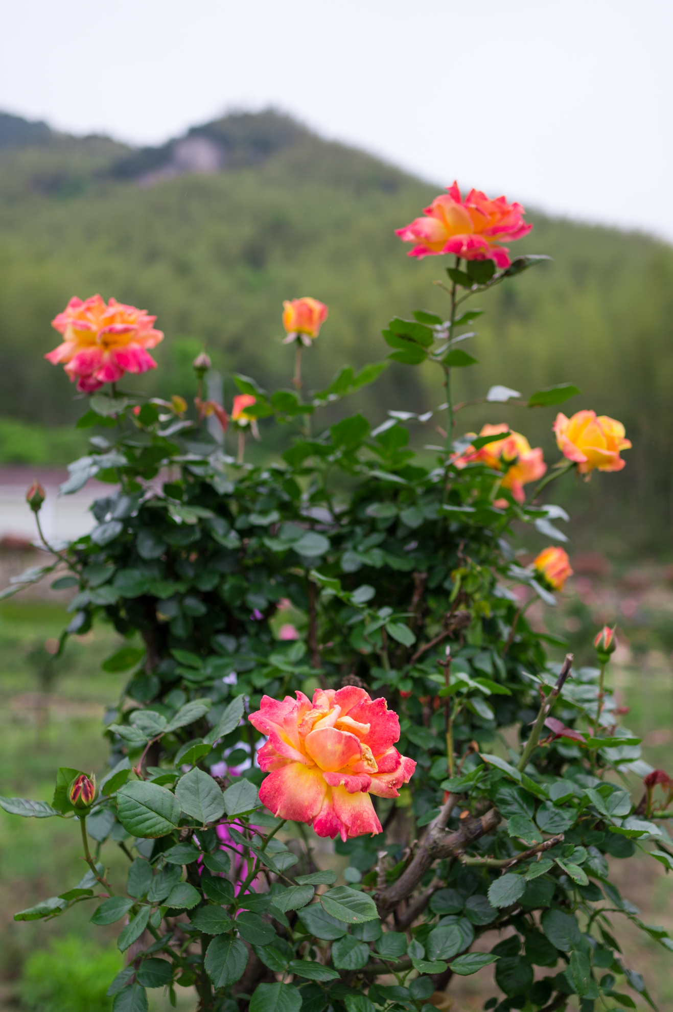 天柱天仙峡,天柱山天仙峡风景图