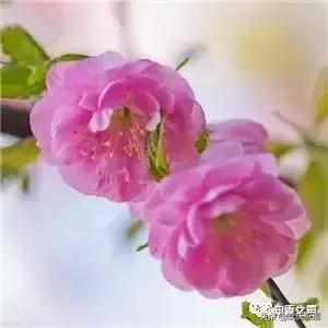 《微信赞》哪位高人编的，太有才了！送给群友们