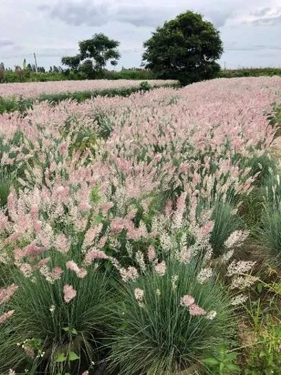 花园庭院设计花卉园艺,花园搭配的草类植物