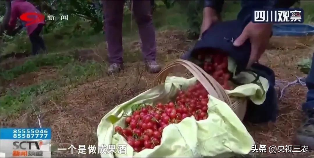 大冰雹过后农民手捧樱桃哭泣,冰雹果农哭了