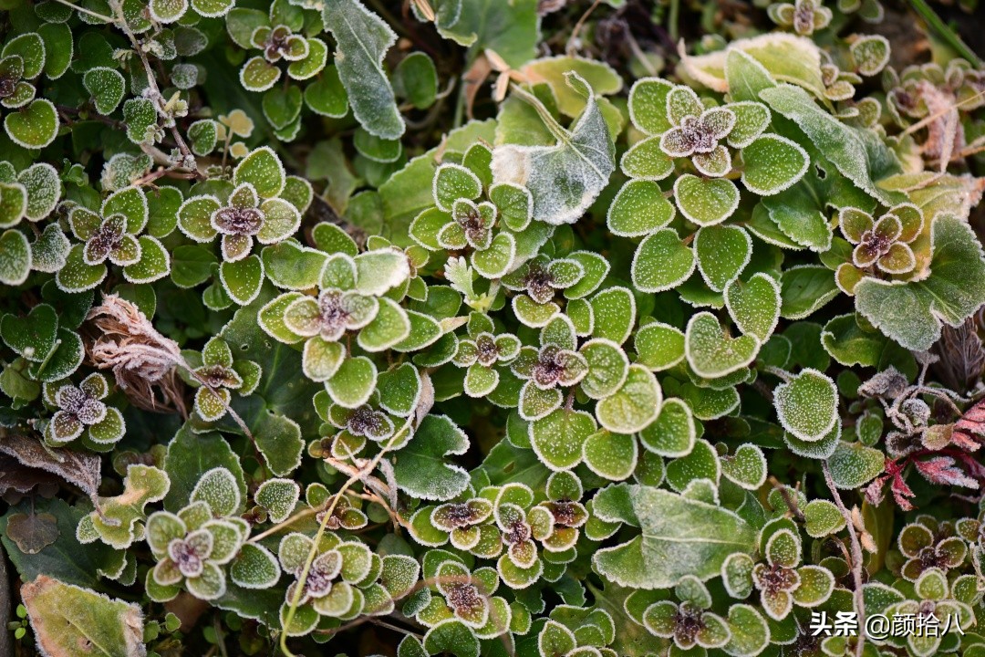 零下9度来袭，花园里的绿色是那么动人|园丁