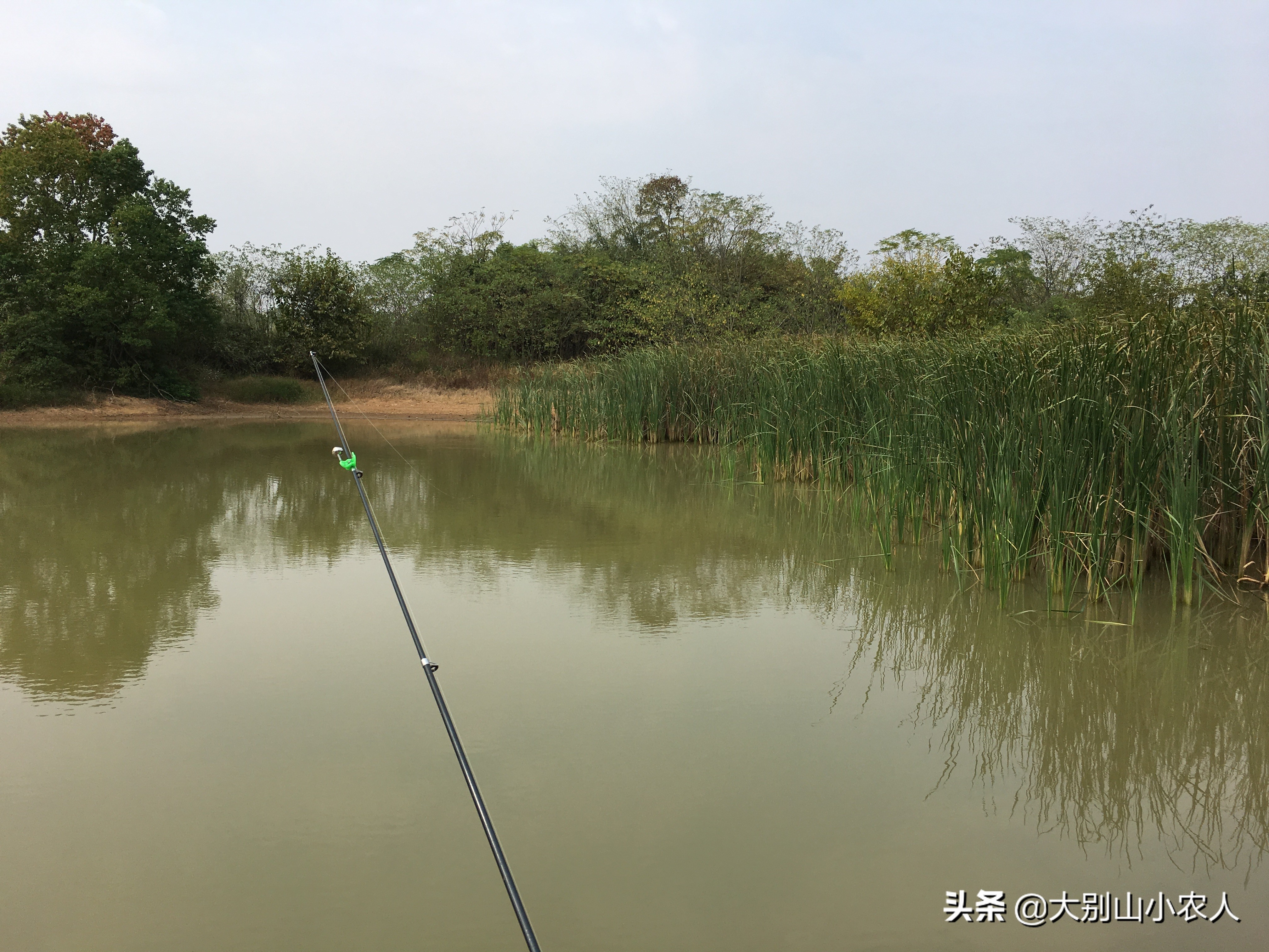 九九又重阳，串钩钓鱼忙。深度解析串钩钓法，让大板鲫带你一起飞