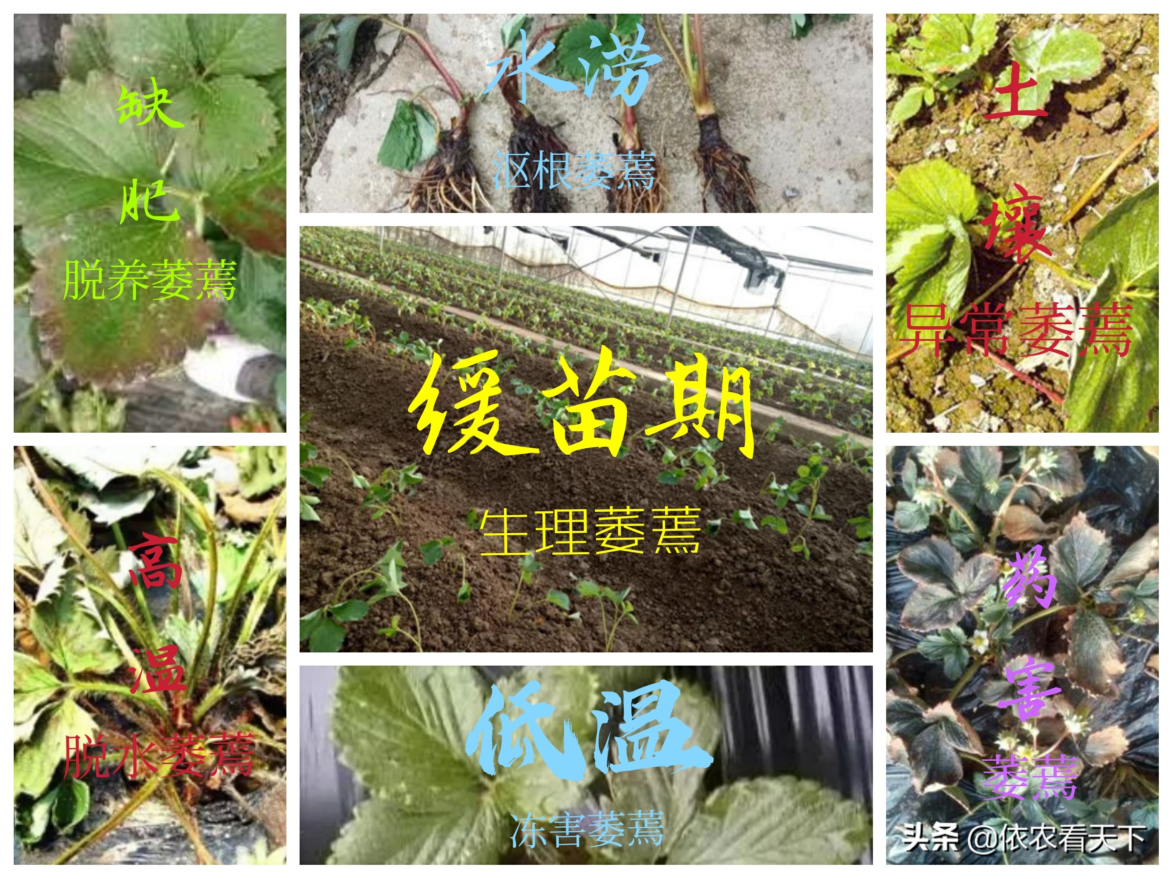 草莓发生黄萎病,草莓结果期萎蔫怎么补救