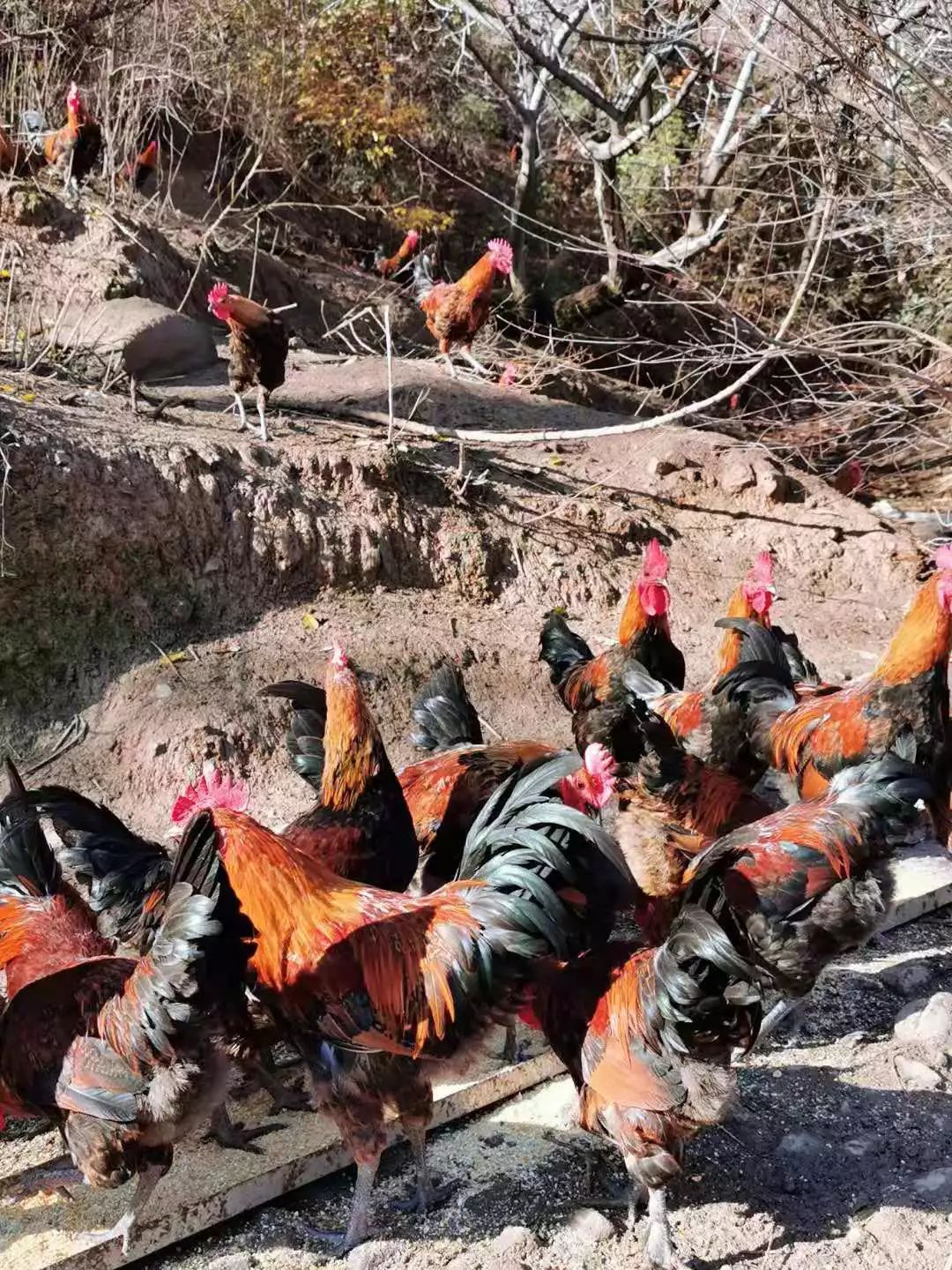 “团团大集”已近尾声，还没购置年货的小伙伴继续购购购