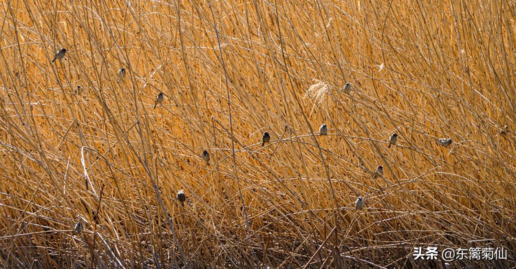 2021年文字祝福,2020年祝福合集