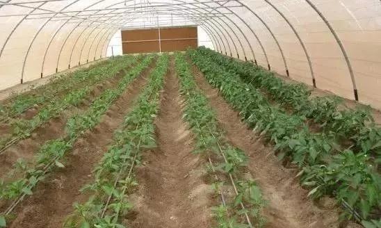 亚磷酸钾辨别真假简单方法,亚磷酸钾和磷酸二氢钾哪个好