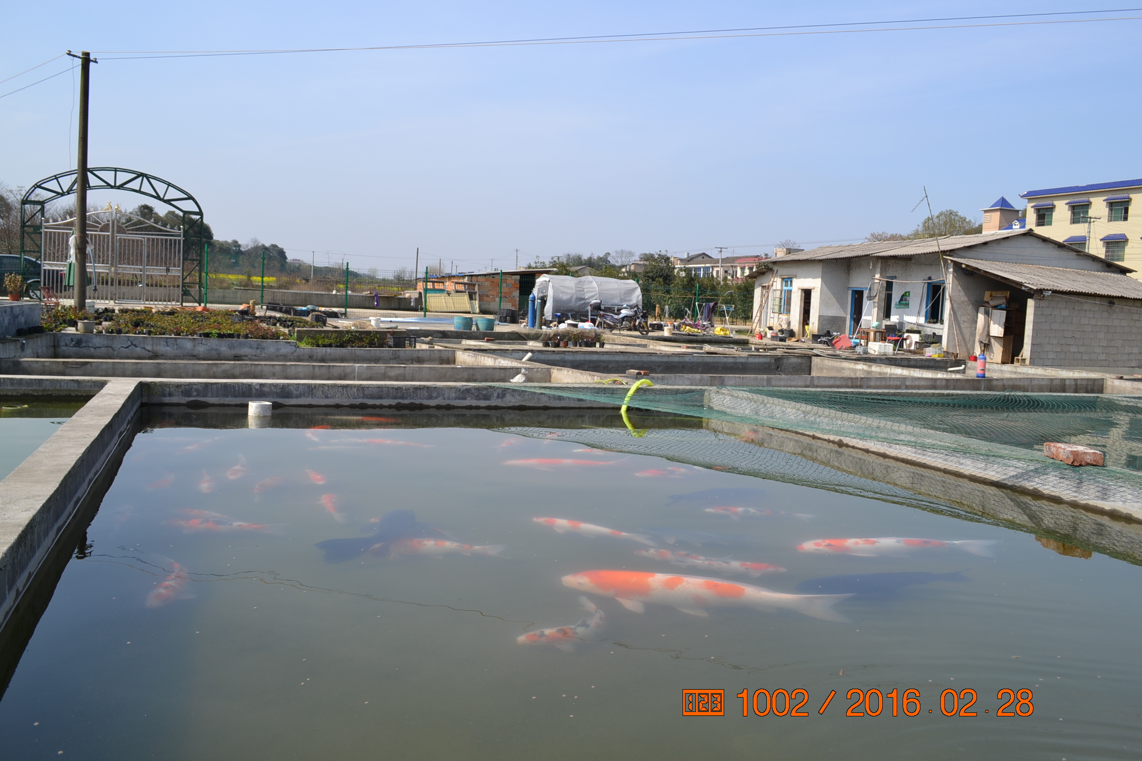 湖南最好的锦鲤养殖基地,湘潭锦鲤养殖