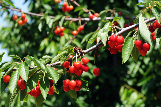 骨质疏松什么水果可以帮助补钙,骨质疏松吃什么水果补钙最快最好