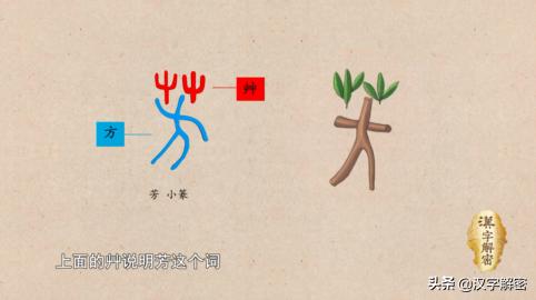 女孩为什么经常用芳字,为什么喜欢用芳形容女人