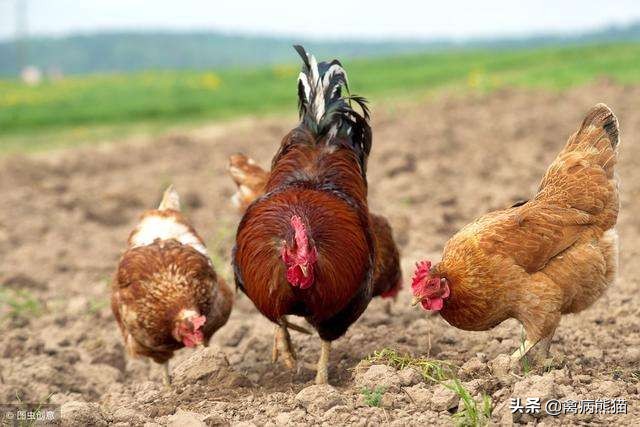 养鸡出现球虫怎么办啊,养鸡人必备小常识球虫如何控制