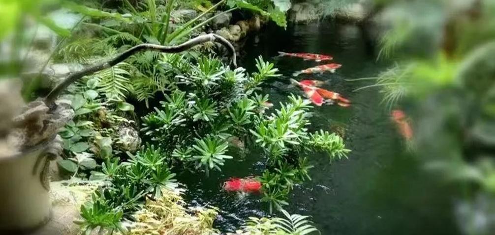 平!安!夜!关于硝化细菌最详细的贴子,需要你来点赞!