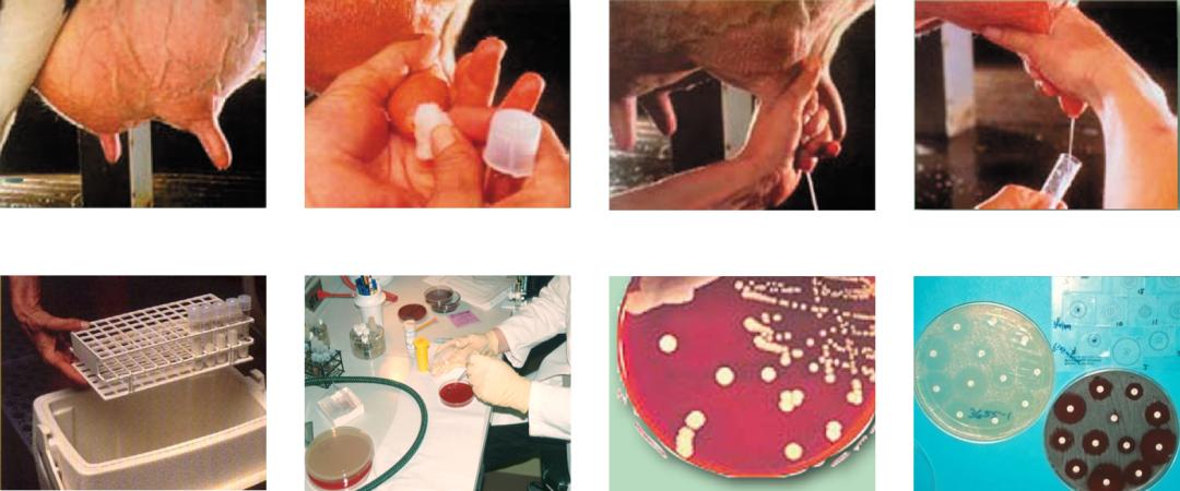 法国诗华达明博士马翀博士为您分享乳房炎最佳治疗方案