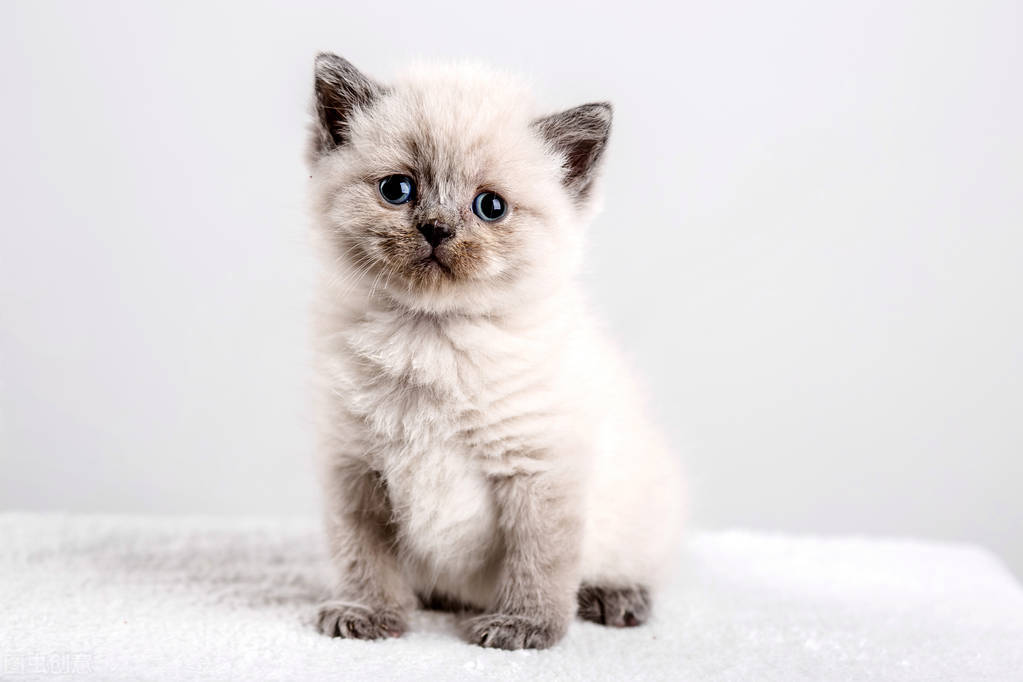 铲屎官猫屎尿怎么处理,猫咪软便拉稀但是精神很好