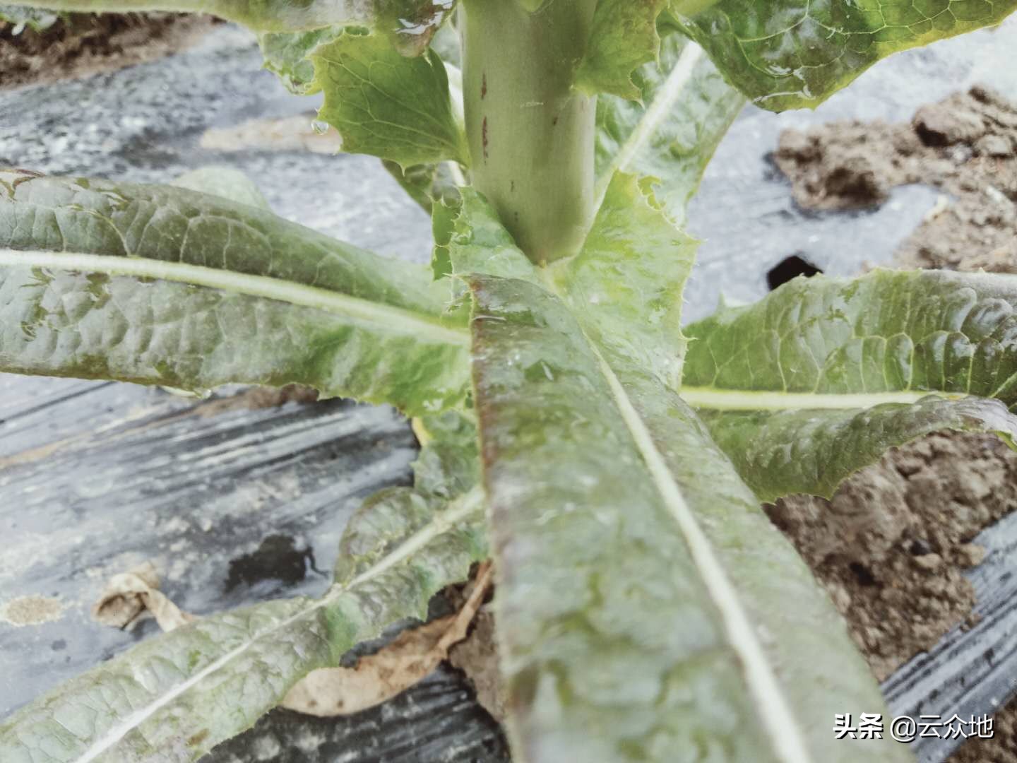 莴笋控旺什么药效果好,莴笋控旺用多效唑行吗